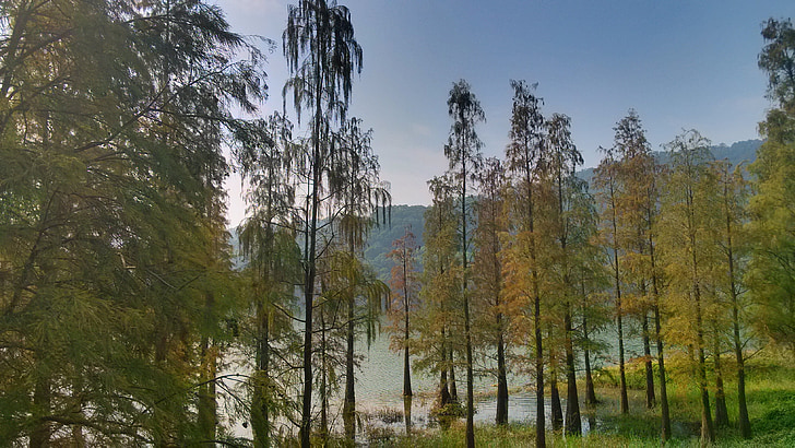 Lac, arbre, feuille, l’eau