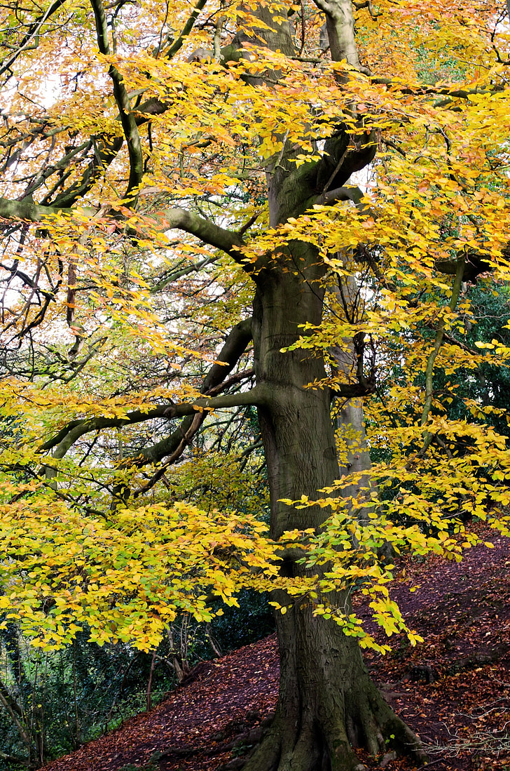 Herbst, Saison, Blätter, Baum, Farbe, Hintergrund, Collage