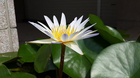 Nymphaea alba, mov 蓮, floare, dimineaţa devreme, flori de pasăre