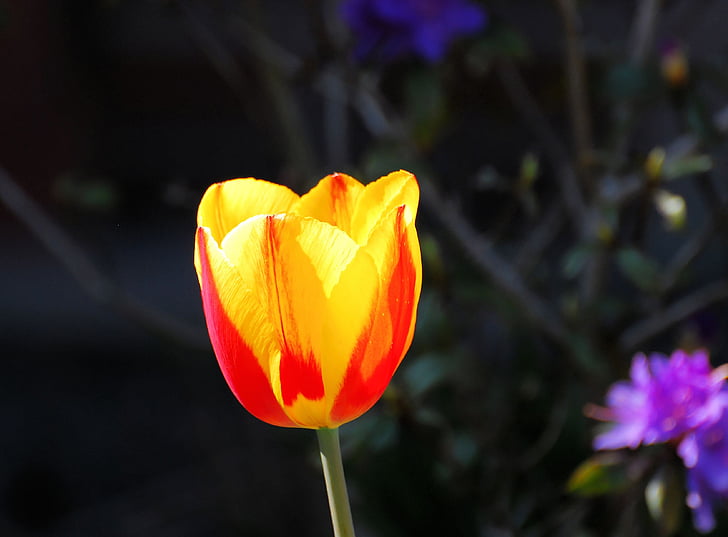 Tulip, flor, floración, flor, primavera, planta, rojo