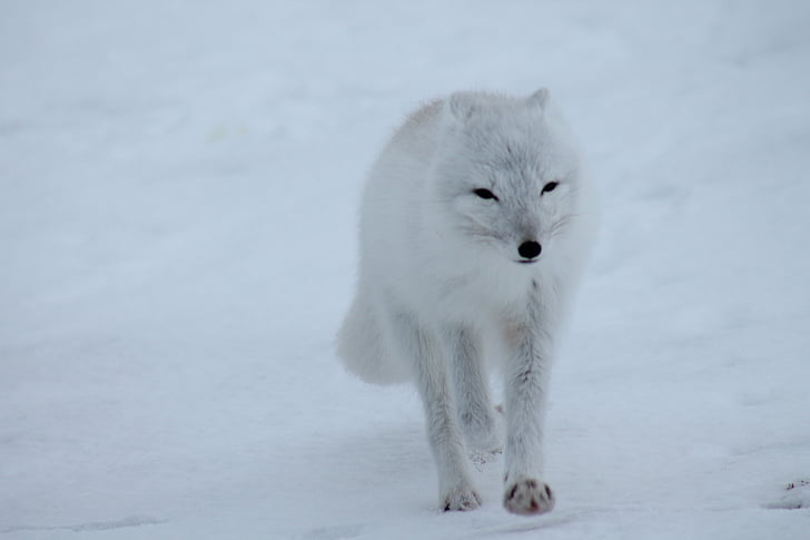 polar fox, fox, arctic, white, wild, animal, snow