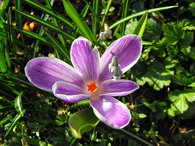 plant, purple, petals, detail, nature, flower, petal
