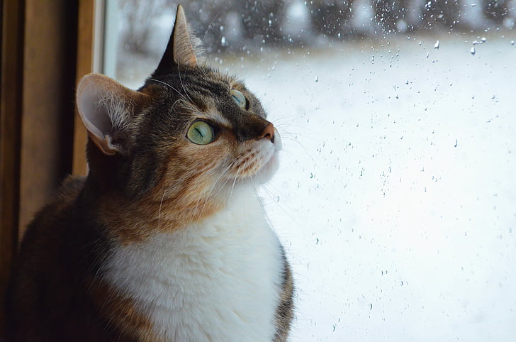 katten, kattunge, dyr, kjæledyr, vinduet, glass, regn