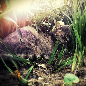 katten, hage, solnedgang, dyr, gresset, innenlands cat, kjæledyr