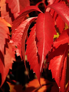 röda blad, lämnar, murgröna, röd murgröna, röd, hösten, naturen