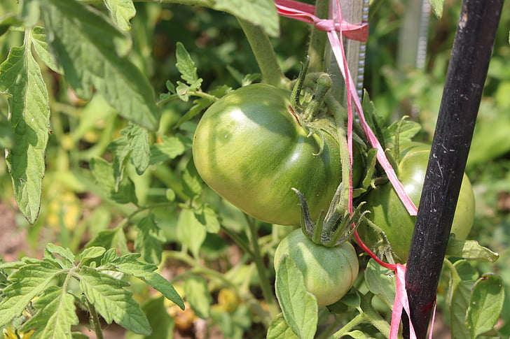 tomato, fruit