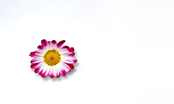 Blossom, blomst, Chrysanthemum, minimalistisk, blomst, makro, anlegget