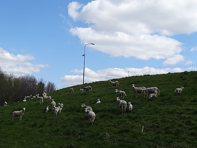 corderos, oveja, mamíferos, Frolic, Países Bajos, jóvenes, ganado