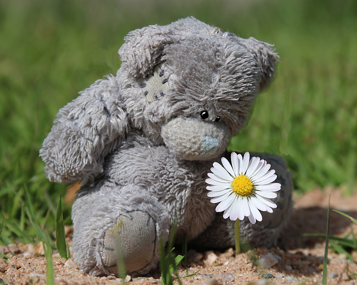 Teddy, çiçek, oyuncak ayı, Papatya, ayı, aşk, şirin