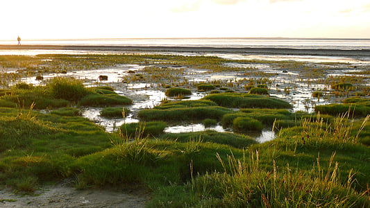 wattenmeer, wadden sea, neuharlingersiel, north sea, northern germany, grass, nature