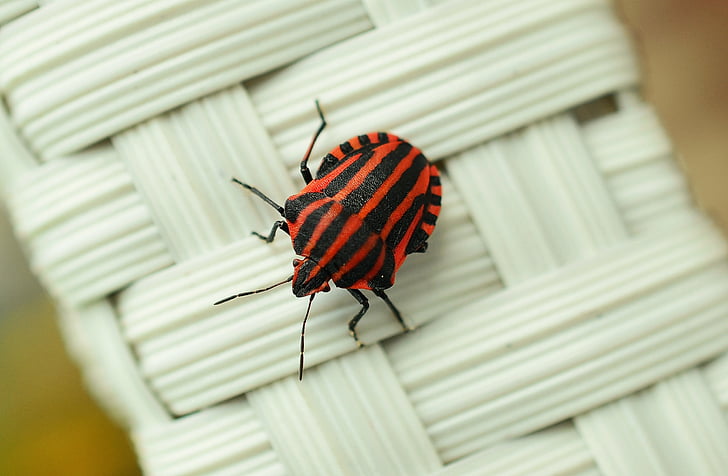 strip bug, bug, macro, insect, red, insect photo, close