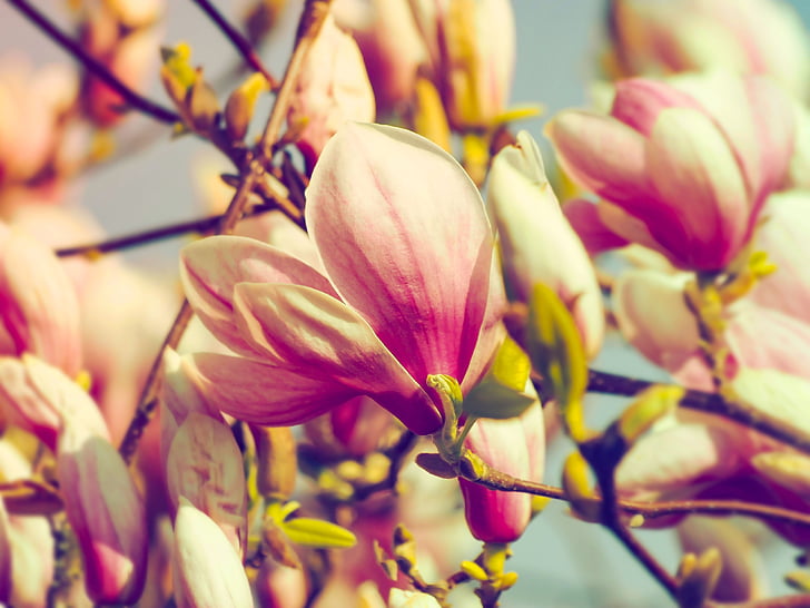 magnolias, flores de primavera, floración, flor, planta, flora, árbol