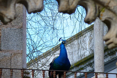 animal, bird, peacock, park, color, iridescent