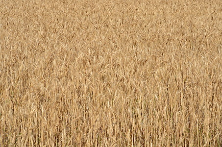 harvest, field, agriculture, nature, farm, rural, wheat