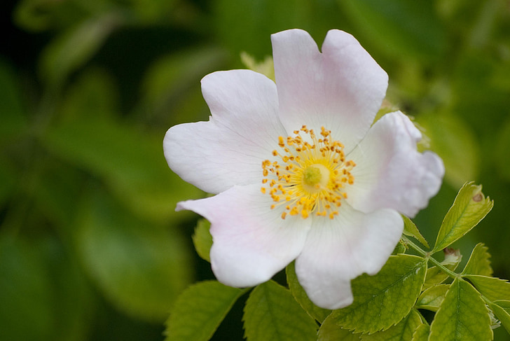 flowers, nature, spring