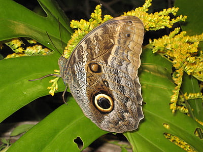 Motyl, owad, Natura, makro, piękno