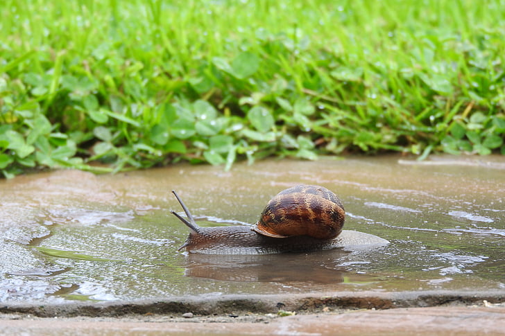 snail, garden, nature