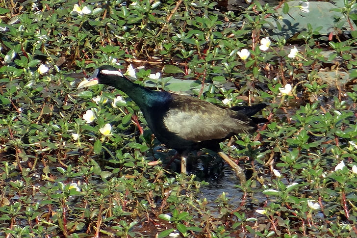 Metopidius, Metopidius indicus, Jacana de, ocell, vida silvestre, pantà, Karnataka