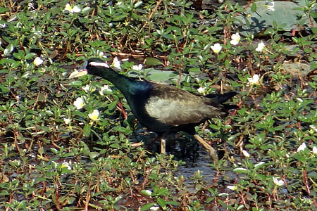 jacana bronzé, Metopidius indicus, Jacana, oiseau, faune, marais, Karnataka