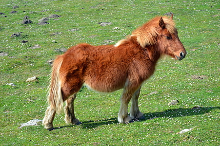 Pottok, häst i Pyrenéerna, lilla baskiska häst, häst
