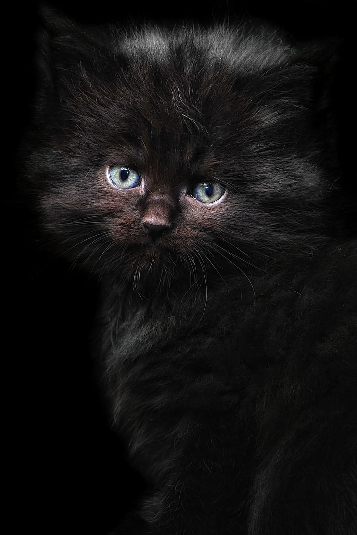 kočka, kotě, Maine coon, Cat portrét, kočičí miminko, černá kočka, Mladá kočka