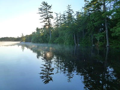 Lake, kysten, refleksjon, White pine, morgen, tåke, rolig
