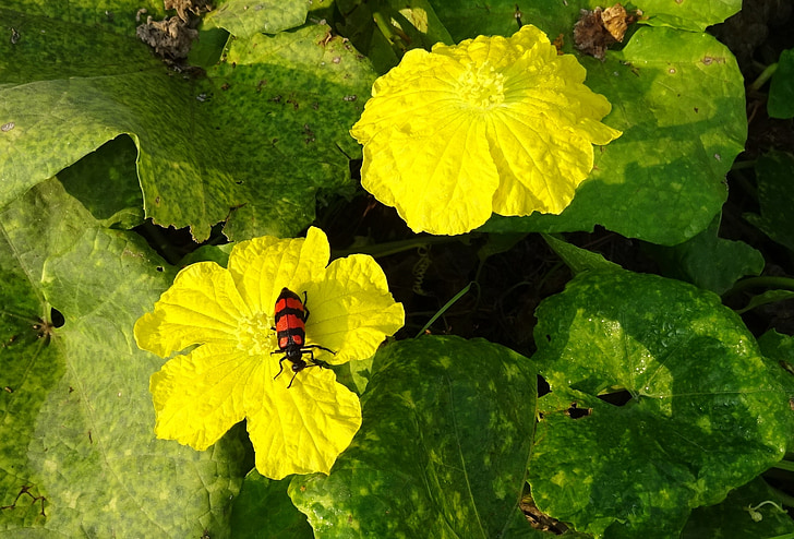 beetle, insect, orange blister beetle, mylabris pustulata, sponge gourd, flower, vine