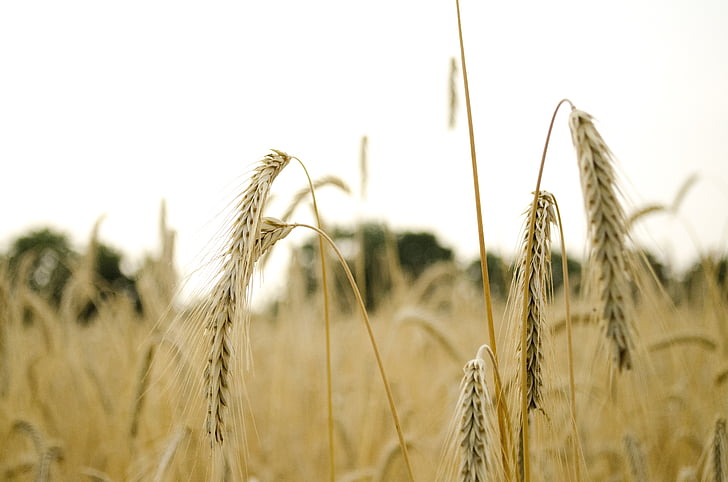 pšenice, pšeničné pole, spike pšenice, špička, obiloviny, zrno, na orné půdě