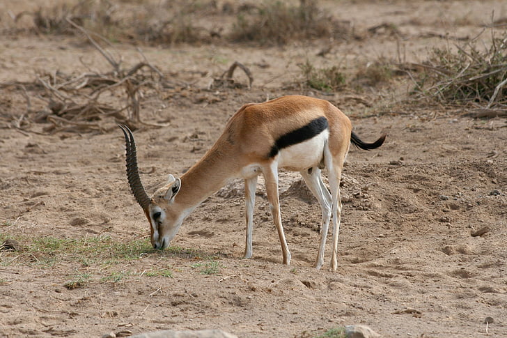 gazela, Kenija, Safari, Afrika, divje, živali prosto živeče živali, živali v naravi