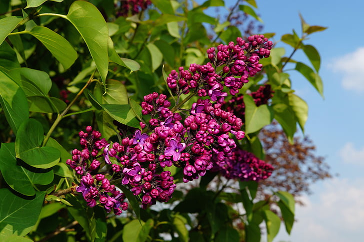 lila, Syringa, arbusto ornamental, flor, floración, flor, púrpura