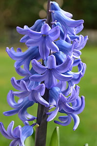 hyacinth, blue, blossom, bloom, garden, early bloomer, nature