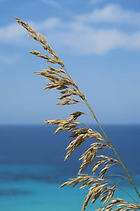 mar, ervas secas, à beira-mar, seca, planta, fundo azul
