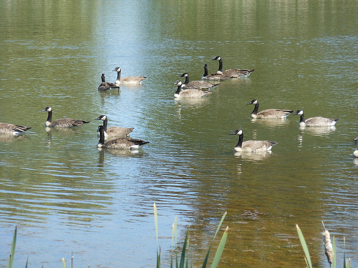geese, pen, birds, nature, goose, wild goose, poultry