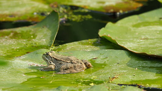 nature, frog, water lily, pond