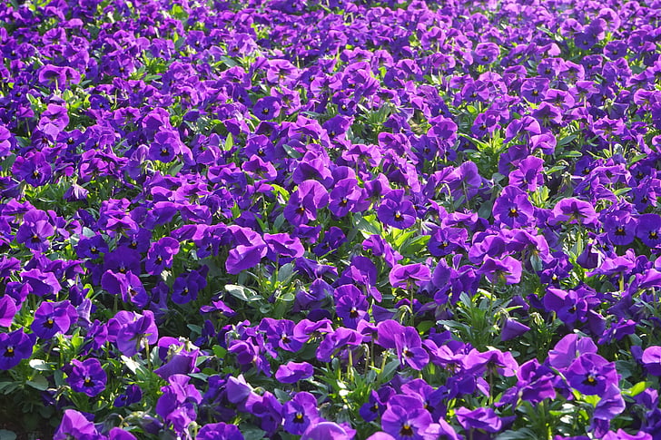 árvácska, virágok, blütenmeer, Viola wittrockiana, lila, lila, virágos növények