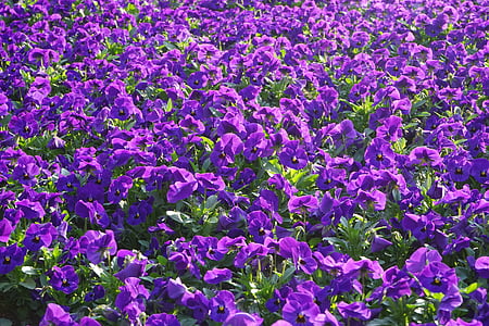 maćuhica, cvijeće, blütenmeer, Viola wittrockiana, ljubičasta, ljubičasta, cvijet biljke