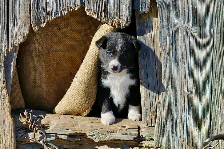 puppy, wooden houses, mixrasse, young, outlook, explore world, animal