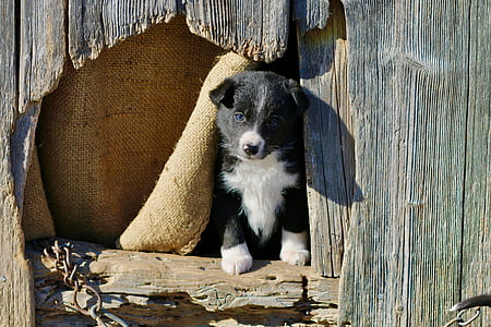 щенок, деревянные дома, mixrasse, молодой, перспективы, исследовать мир, животное