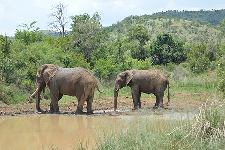 slon, volně žijící zvířata, Příroda, Wild, zvíře, Divočina, Afrika