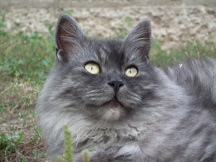 γάτα, Σιβηρία, πορτρέτο, μάτι της γάτας, Χαριτωμένο, γατάκι, ζώα