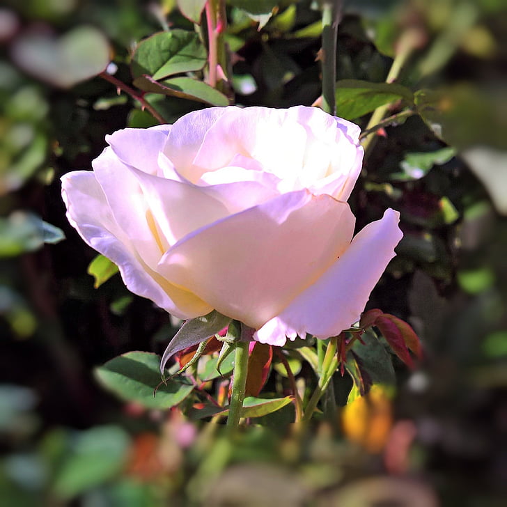plante, floribunda, floraison rose, blanc, Rose transparent, belle