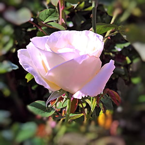 Anlage, Edelrosen, Rosenblüte, weiß, rosa transparent, schöne