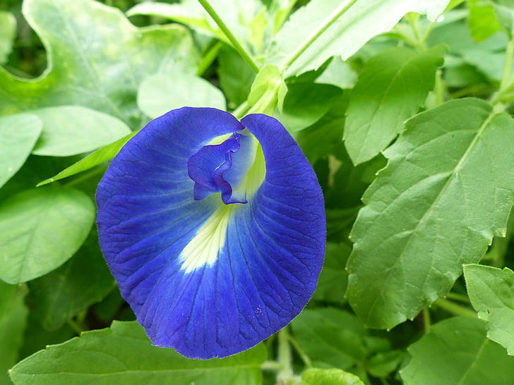Butterfly pea, květ, modrá, clitoria, květinové, přírodní, Příroda