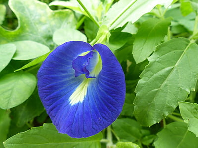 sommerfugl ært, blomst, blå, clitoria, blomstermotiver, naturlige, natur