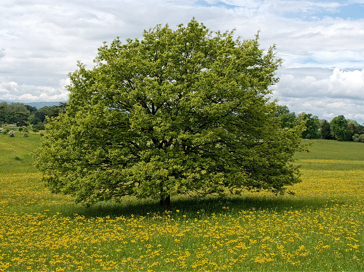 tree, flower, pasture, yellow, green, meadow, pastoral
