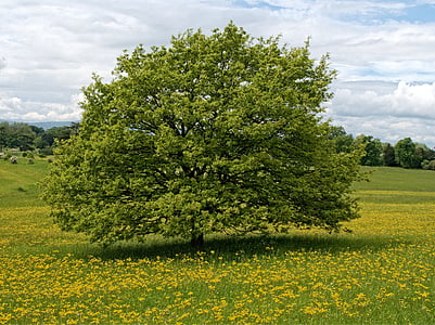árvore, flor, pasto, amarelo, verde, Prado, pastoral