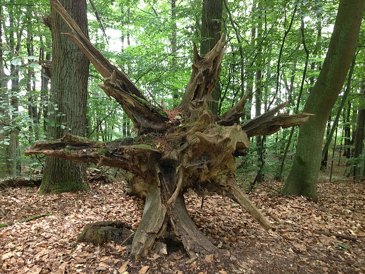 kořenový adresář, strom, Les, Příroda, spadl, protokol, převrátil
