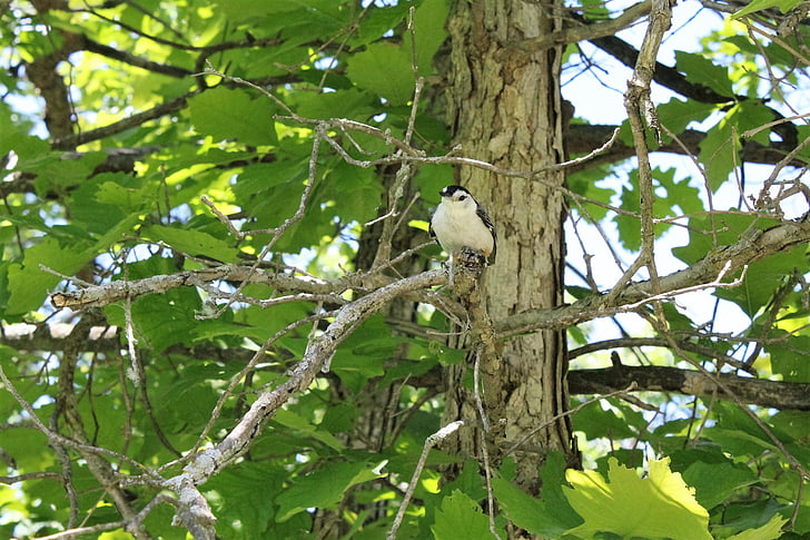 Pica-soques blau, blanc, pit, vida silvestre, ocell, Michigan, natura