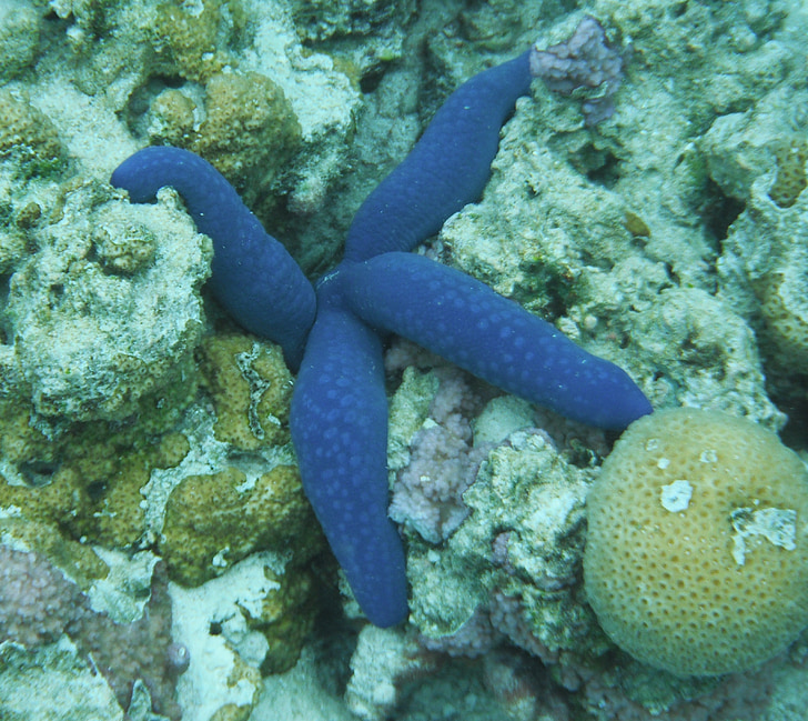 estrela do mar, azul, tropical, Ilha Cook, Raratonga, colorido, exóticas