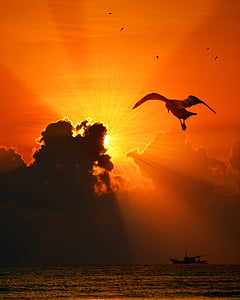Mar, ocell, posta de sol, natura, l'aigua, natural, animal